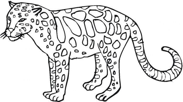 Wild Animal Coloring Pages - Cheetah
