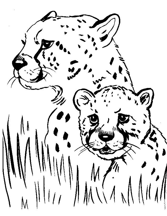 Wild Animal Coloring Pages - Cheetahs