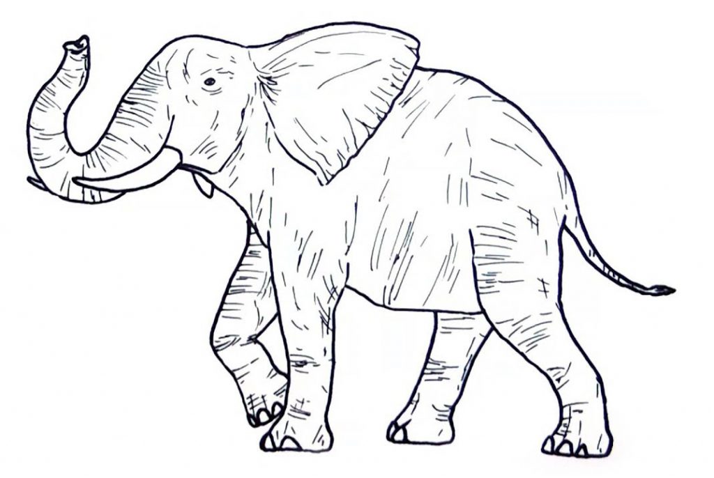 Wild Animal Coloring Pages - Elephant