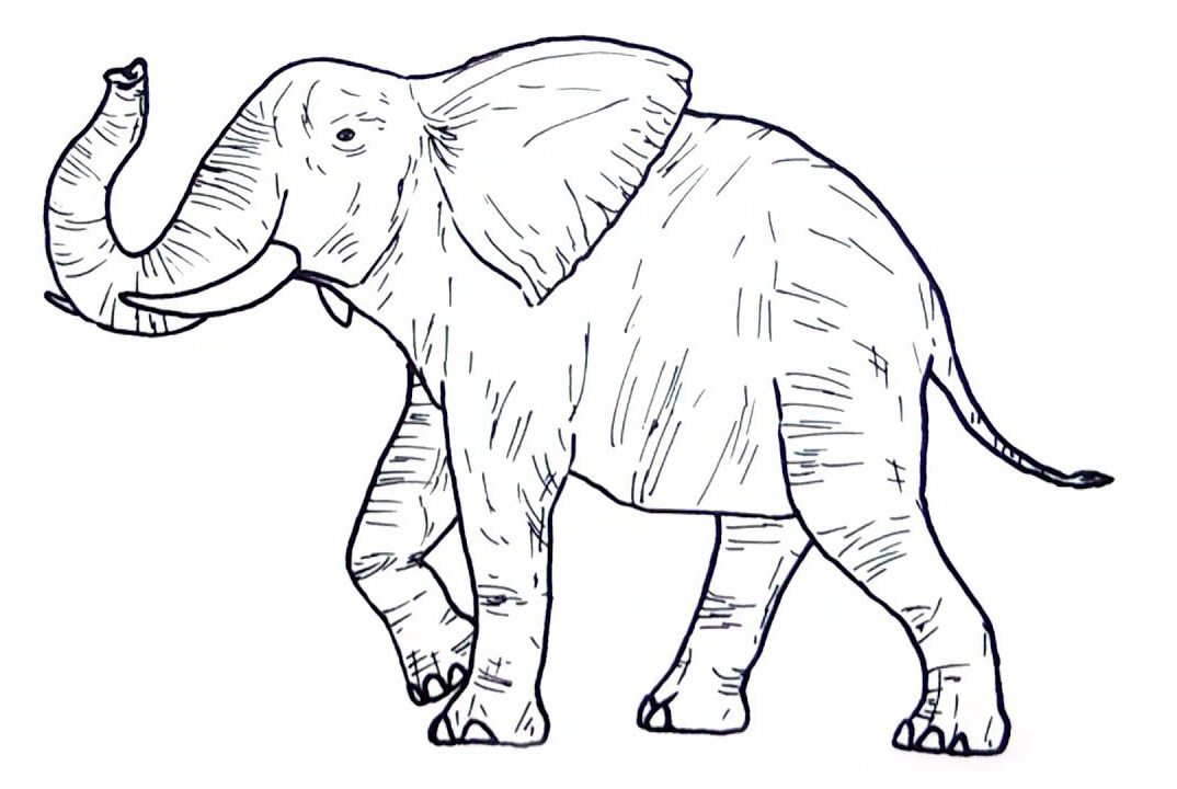 Download Wild Animal Coloring Pages - Best Coloring Pages For Kids