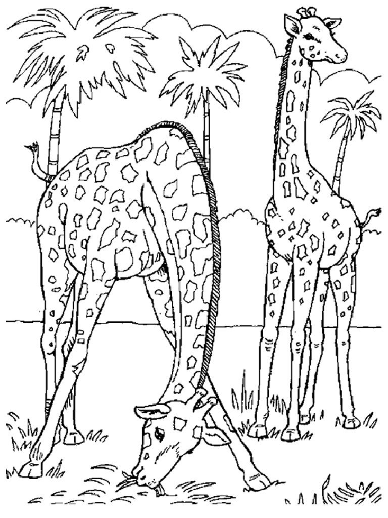 Wild Animal Coloring Pages Giraffe