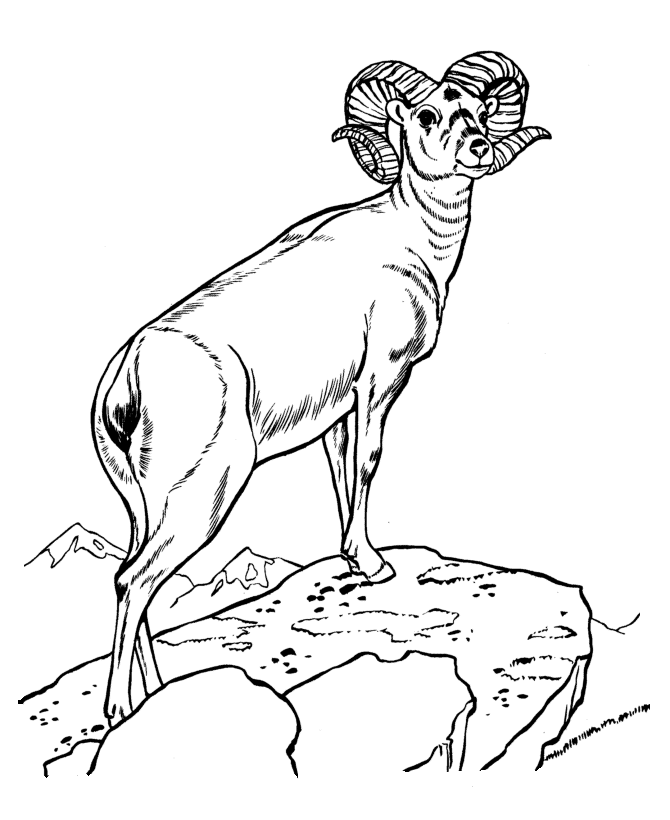 Wild Animal Coloring Pages - Ram