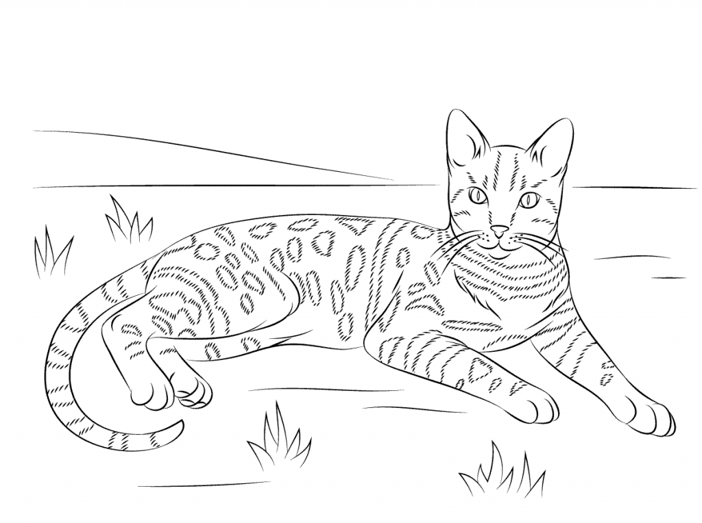 Cat Coloring Page Easy Adult