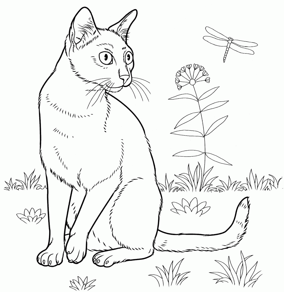 Curious Cat Coloring Pages for Adults