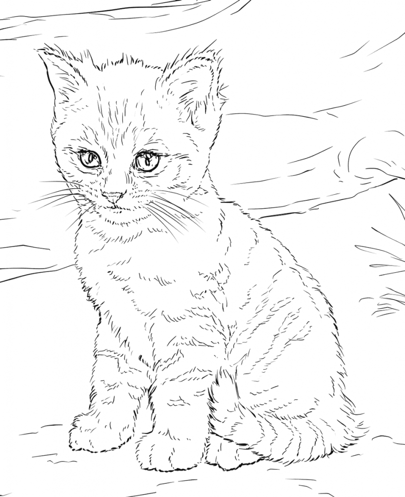 Cute Realistic Kitten Coloring Pages