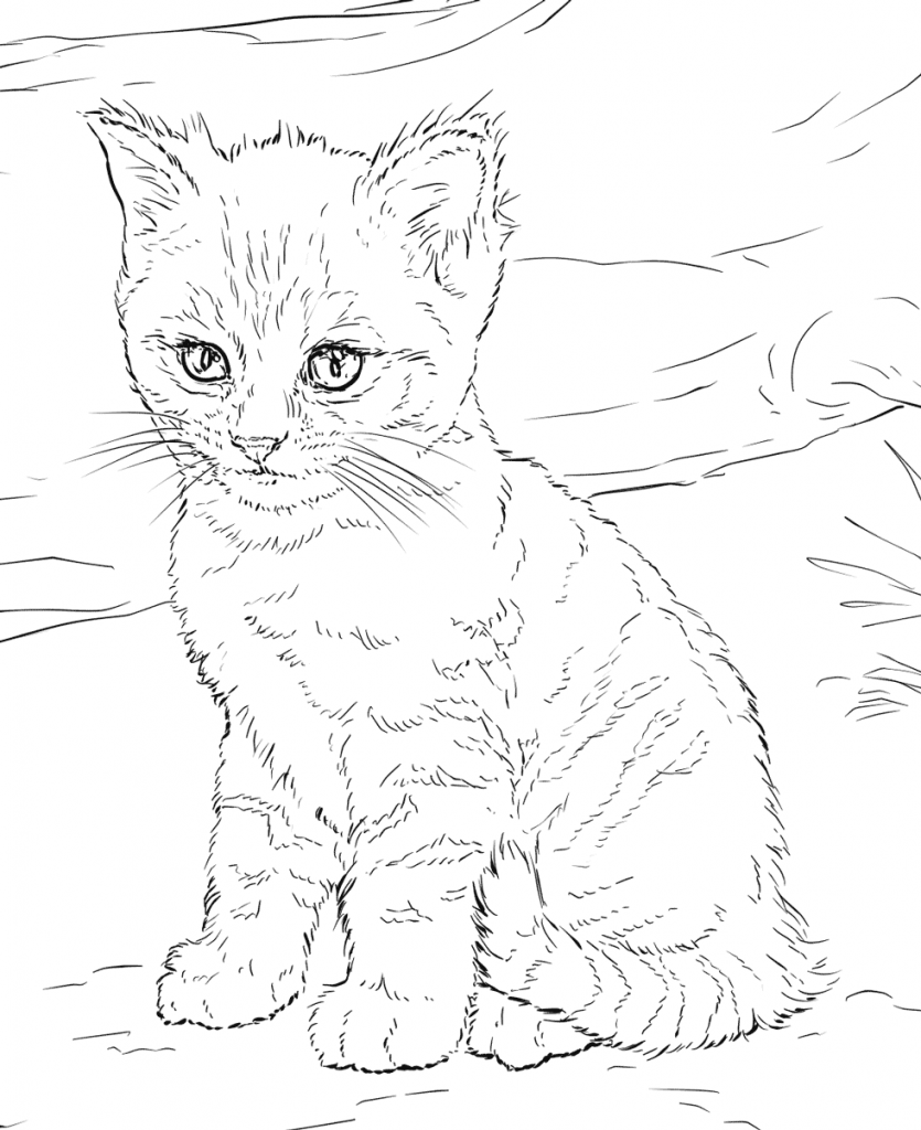 23+ Color Of Cats : Free Coloring Pages