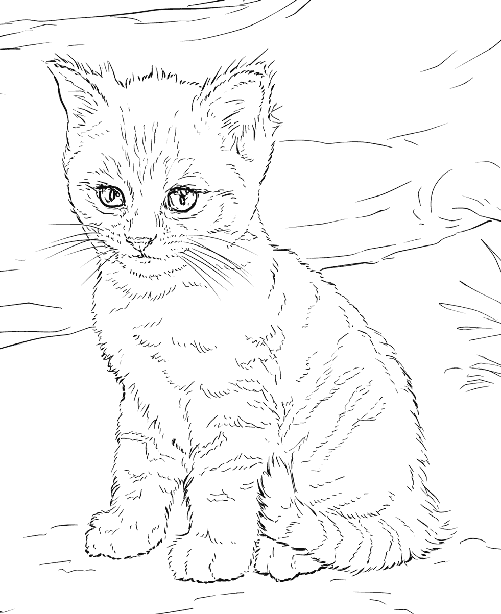  Cat  Coloring  Pages for Adults Best Coloring  Pages For Kids