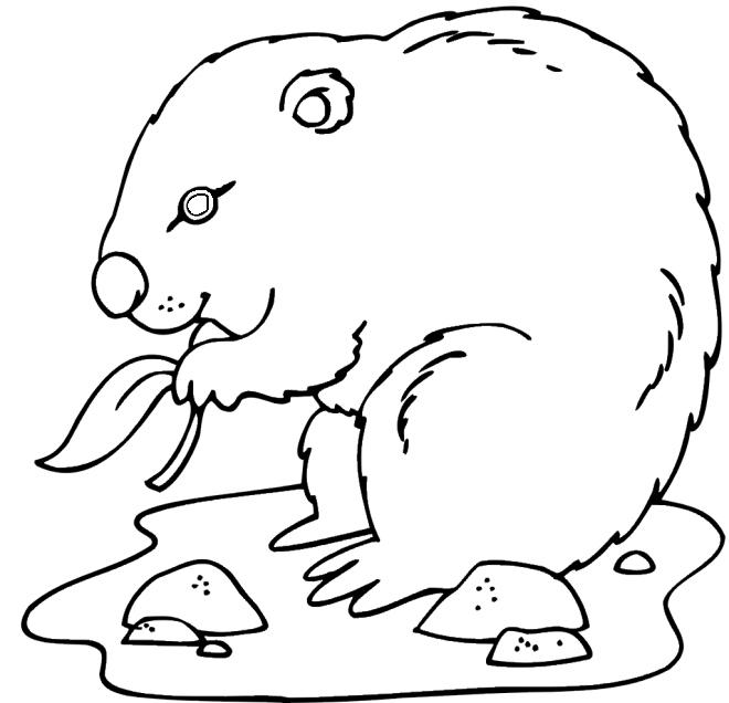 Groundhog Eating Coloring Page