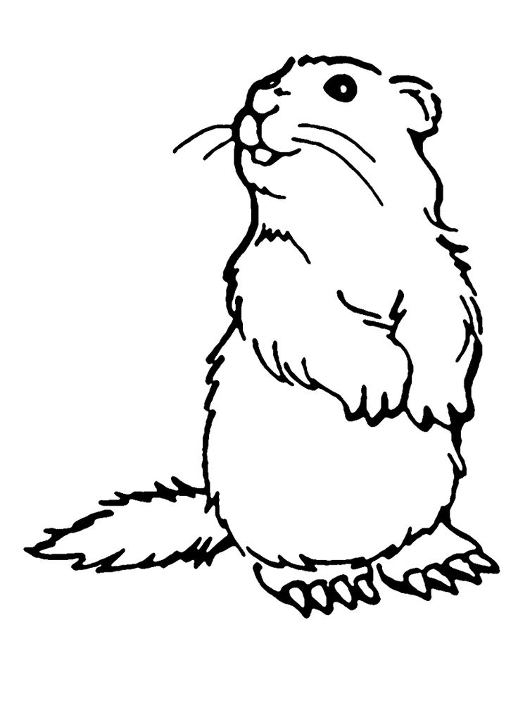 Groundhog Coloring Pages 5