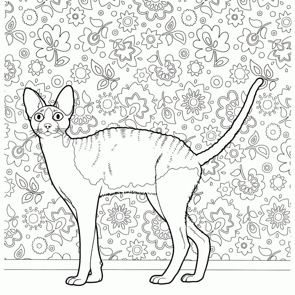 Hairless Cat Coloring Pages for Adults