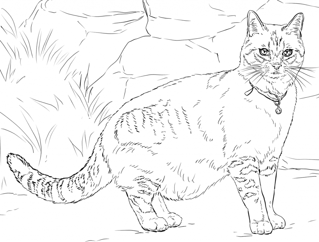 Realist Adult Cat Coloring Page