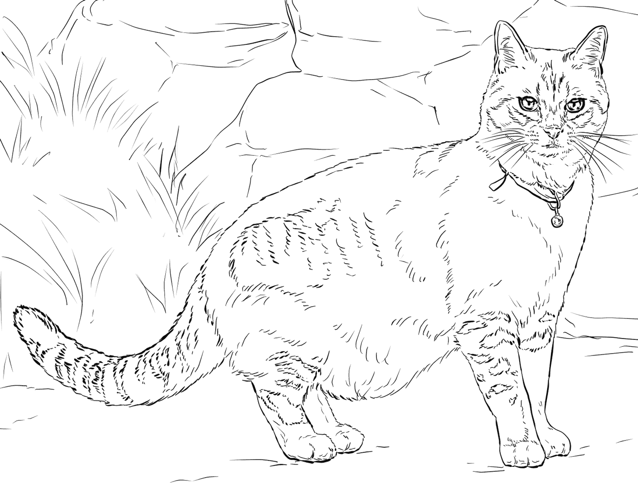 Real Cat Coloring Pages Coloring Pages