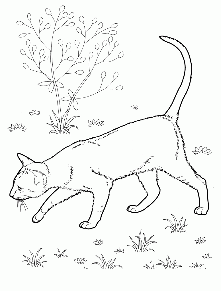 Realistic Cat Coloring Pages for Adults