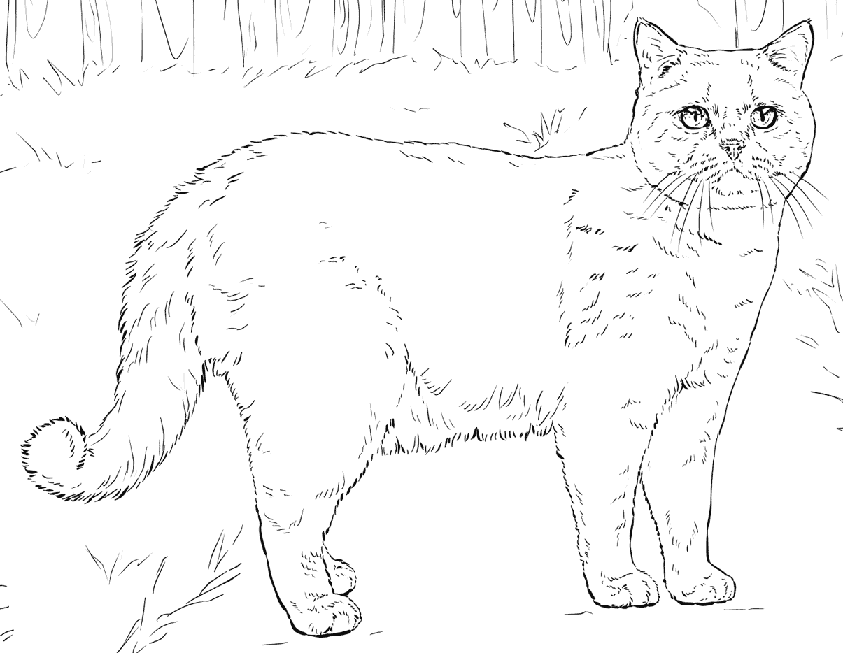 Cat Coloring Pages for Adults   Best Coloring Pages For Kids