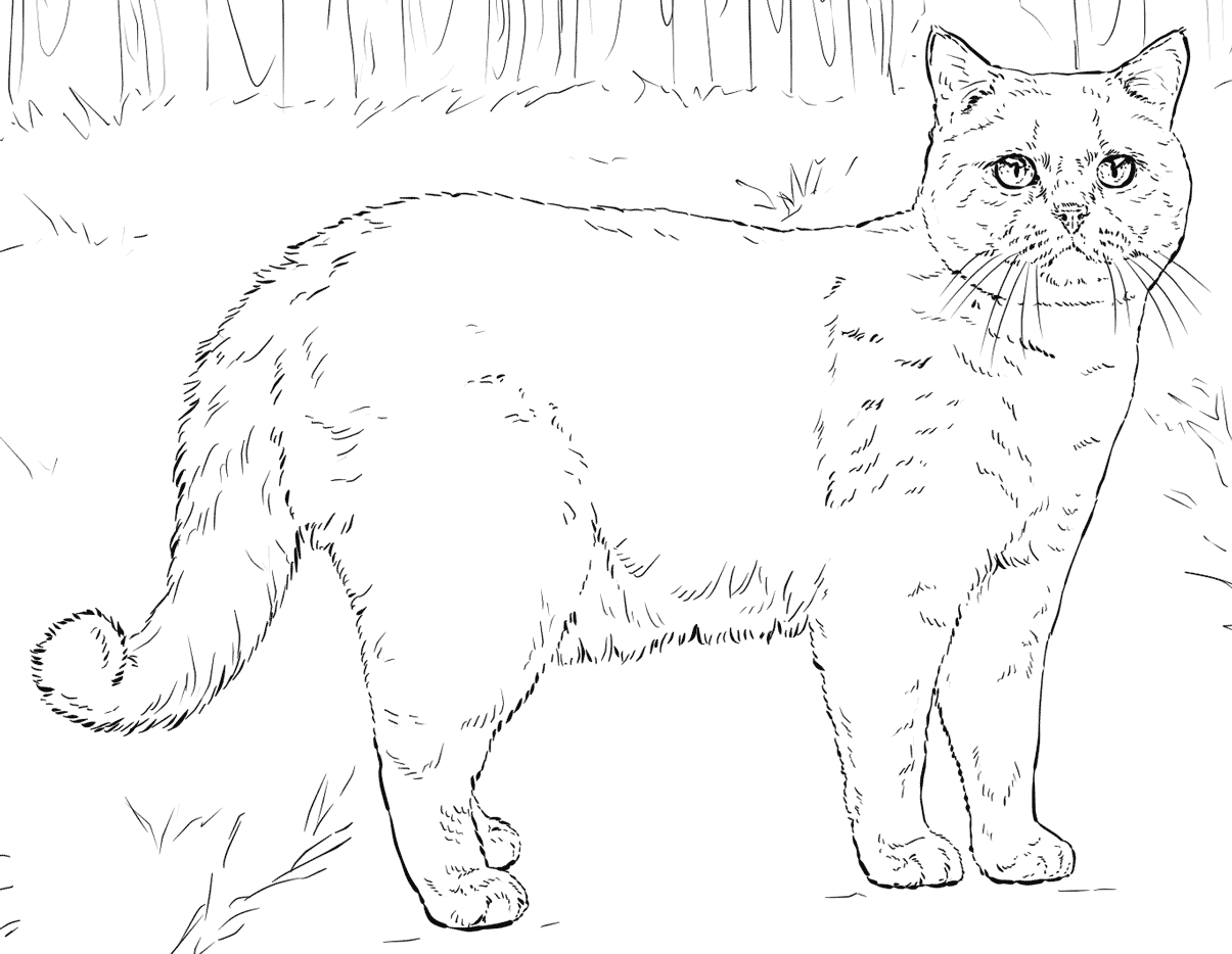 Cat Coloring Pages for Adults - Best Coloring Pages For Kids