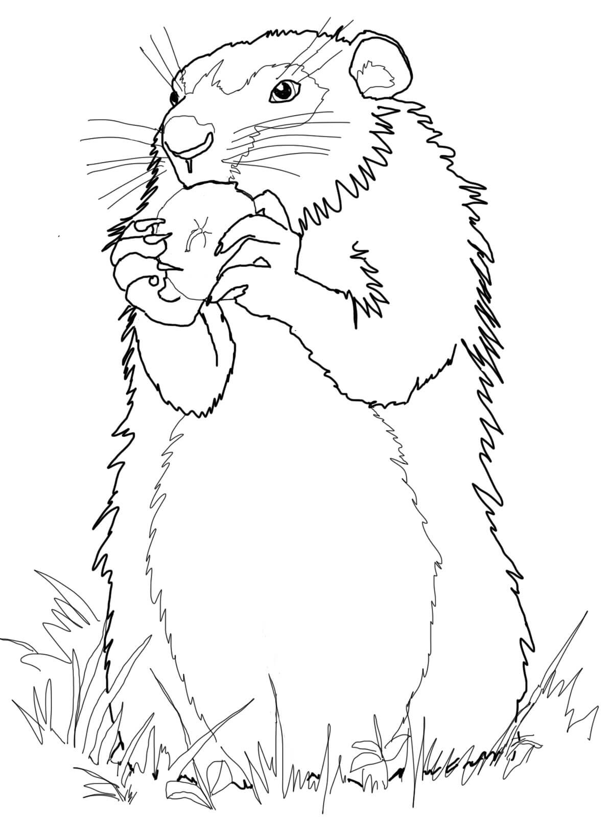 Download Groundhog Coloring Pages - Best Coloring Pages For Kids