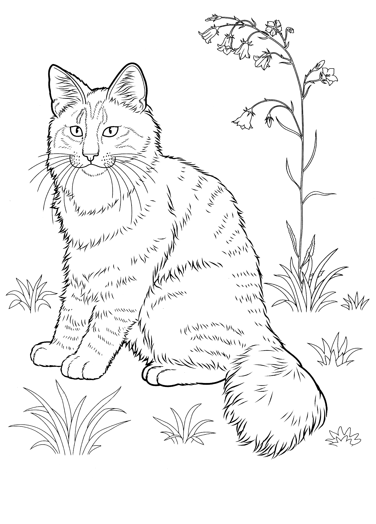 Cat Coloring Pages For Adults Best Coloring Pages For Kids