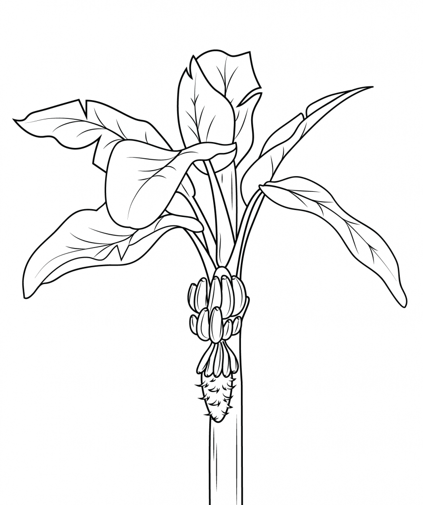 Banana Fruit Tree Coloring Page