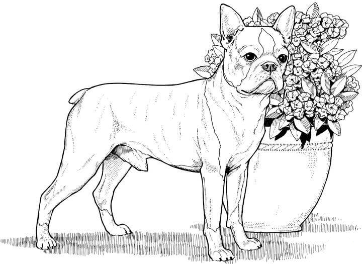 Coloriages de chiens pour adultes réalistes