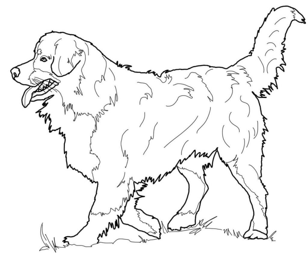 Realistic Dog Coloring Pages for Adults