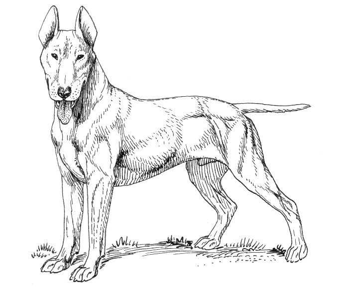 Dog Coloring Pages For Adults Best Coloring Pages For Kids