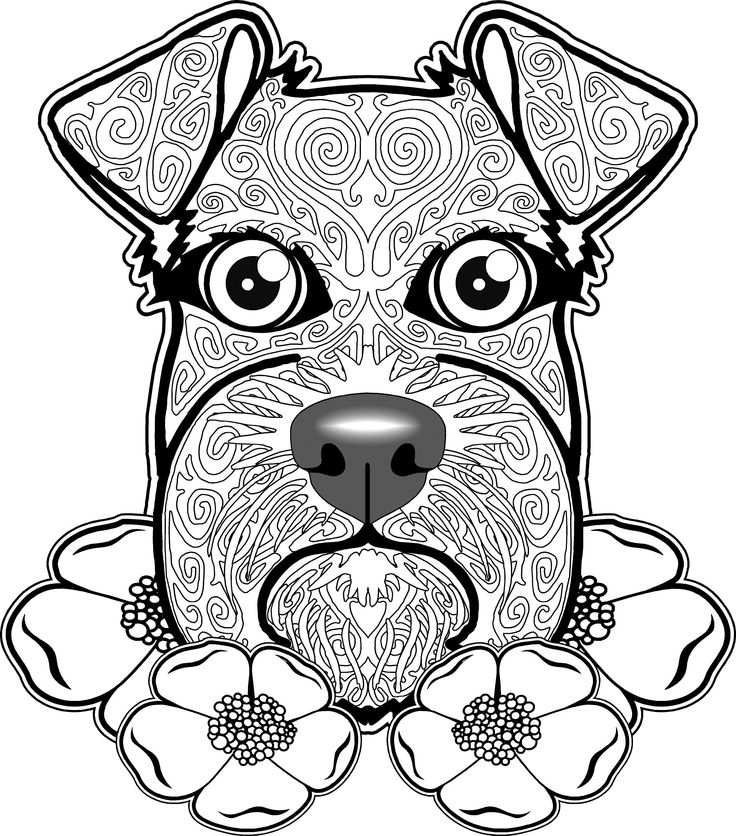 Coloriage chien Schnauzer pour adultes