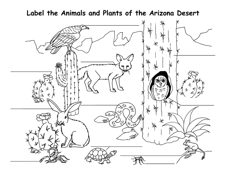   Desert Animal Coloring Pages  Best Free