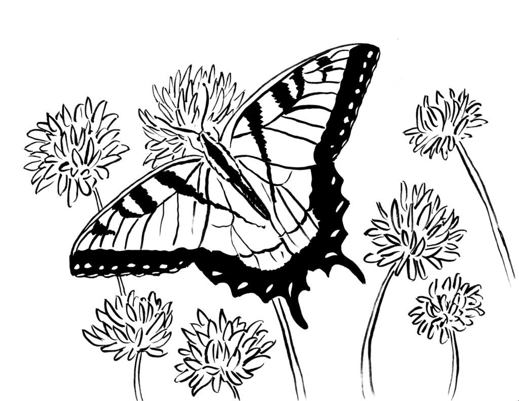 Butterfly and Flowers Adult Coloring Page