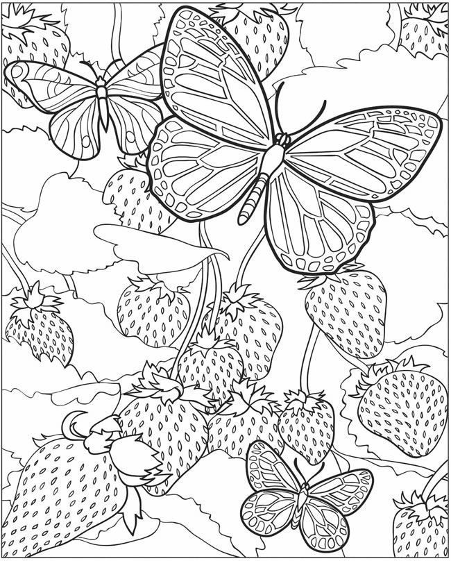 Butterfly Coloring Pages for Adults - Best Coloring Pages ...