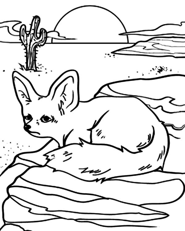 Desert Fox Coloring Pages