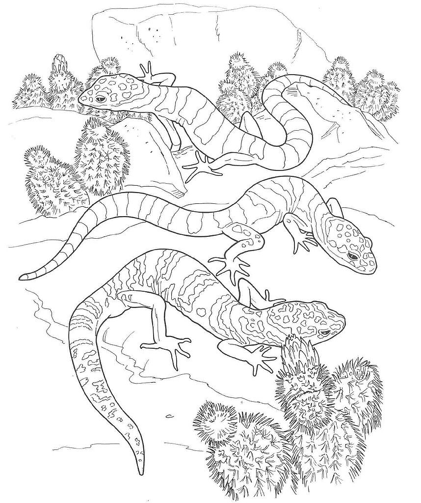 Download Desert Coloring Pages - Best Coloring Pages For Kids