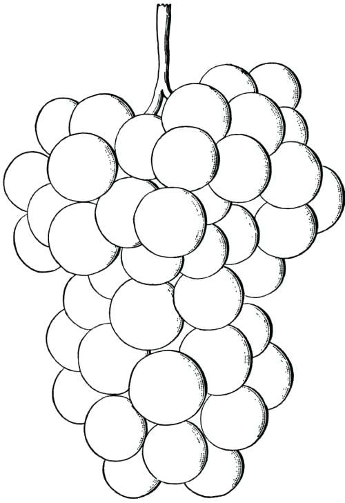Grapes Coloring Pages Best Coloring Pages For Kids