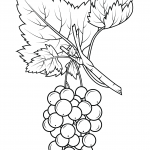 Grapes Coloring Pages