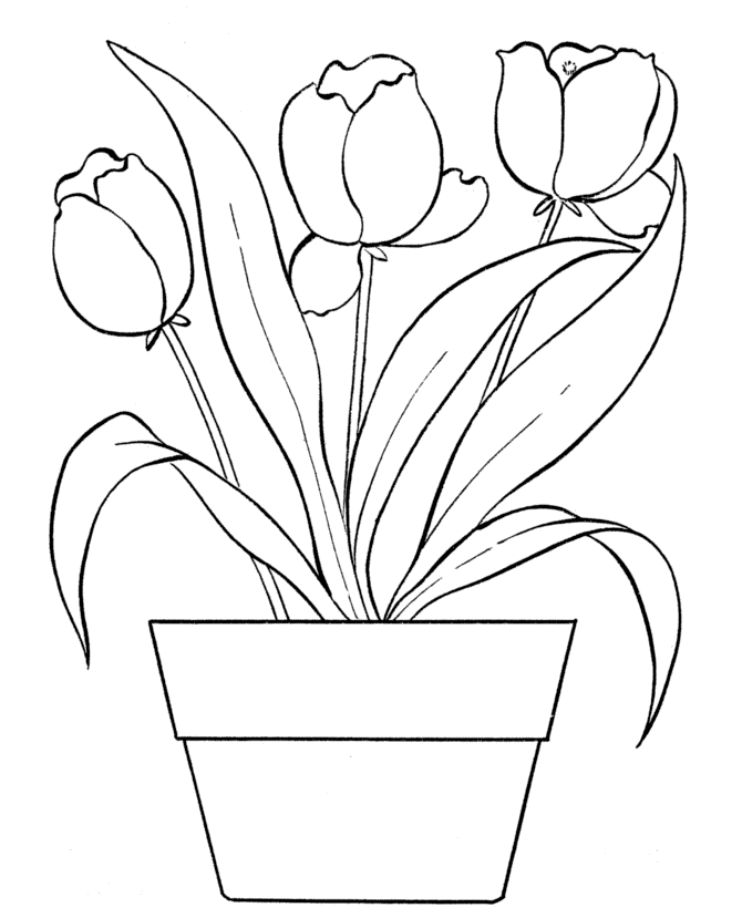 May Tulips Coloring Pages