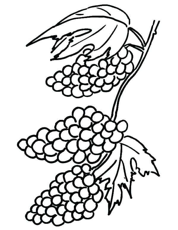 Download Grapes Coloring Pages - Best Coloring Pages For Kids