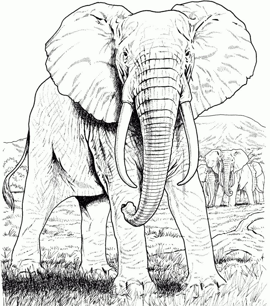 Download Elephant Coloring Pages for Adults - Best Coloring Pages ...