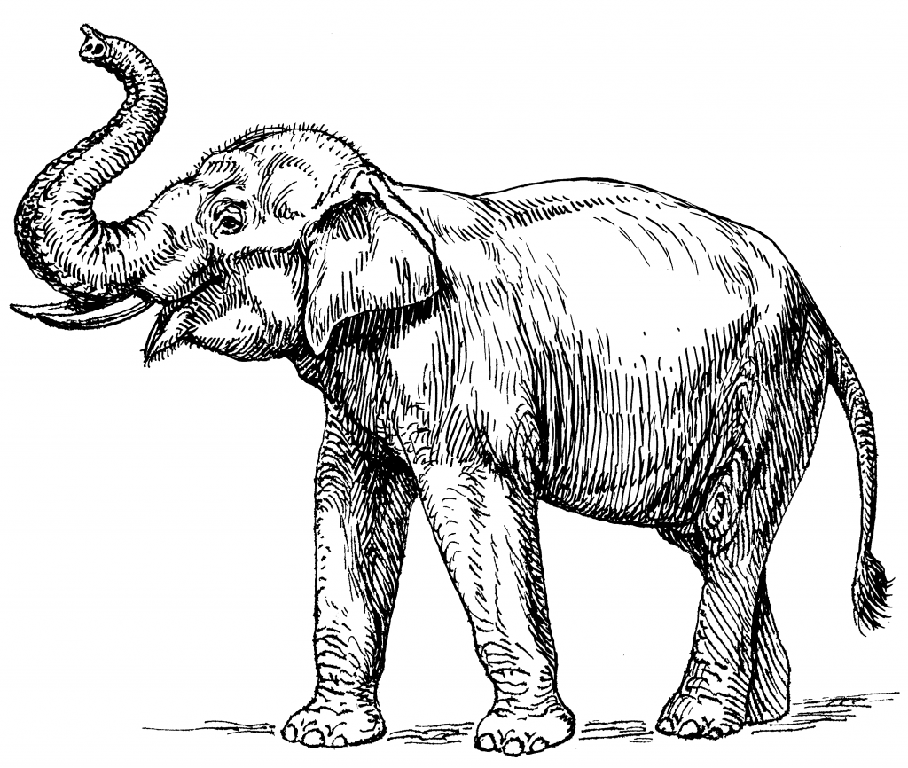 Realistic Elephant Coloring Page for Adults