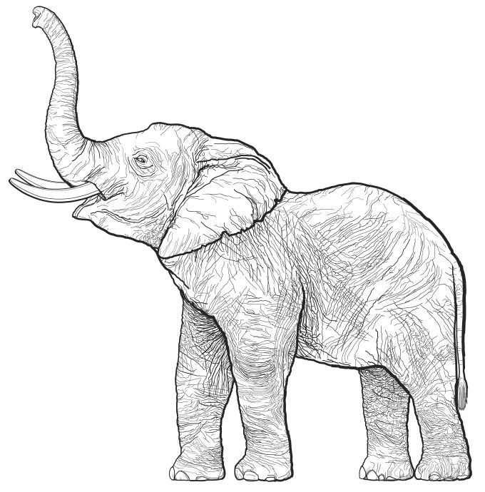 Realistic Elephant Coloring Page for Adults