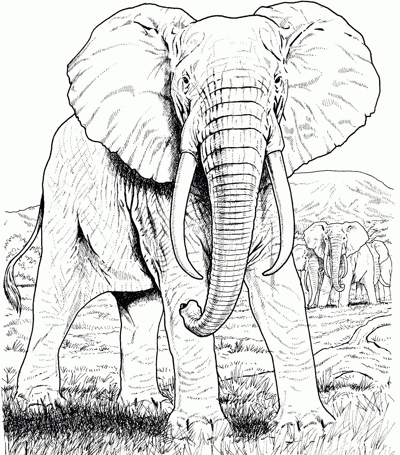 Elephant Coloring Pages for Adults   Best Coloring Pages ...
