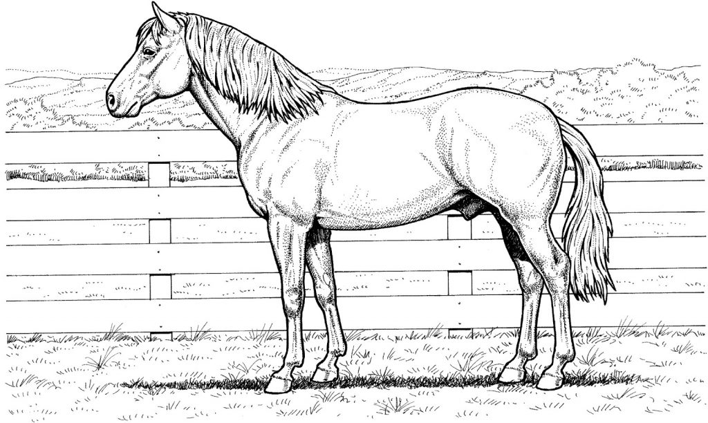 Realistic Horse Coloring Pages for Adults