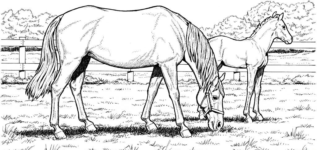 Realistic Horses Coloring Pages for Adults