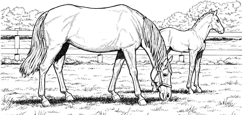Horse Coloring Pages for Adults - Best Coloring Pages For Kids
