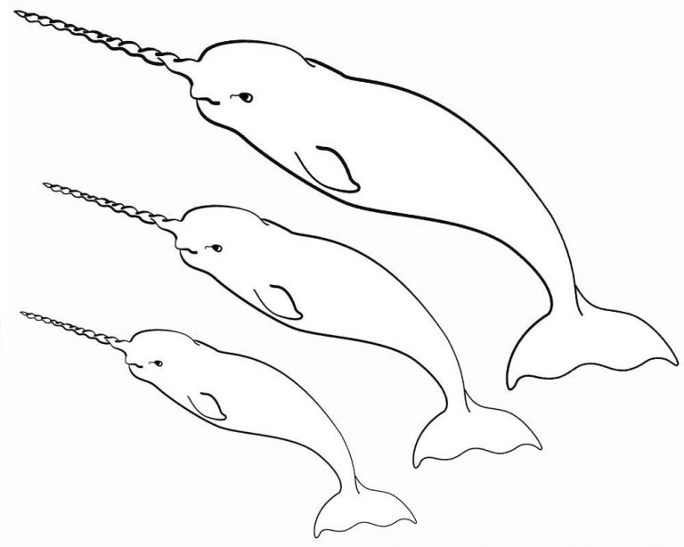 Narwhal Coloring Pages - Best Coloring Pages For Kids