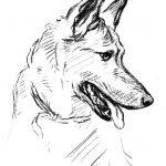 German Shepherd Dog Drawing Coloring