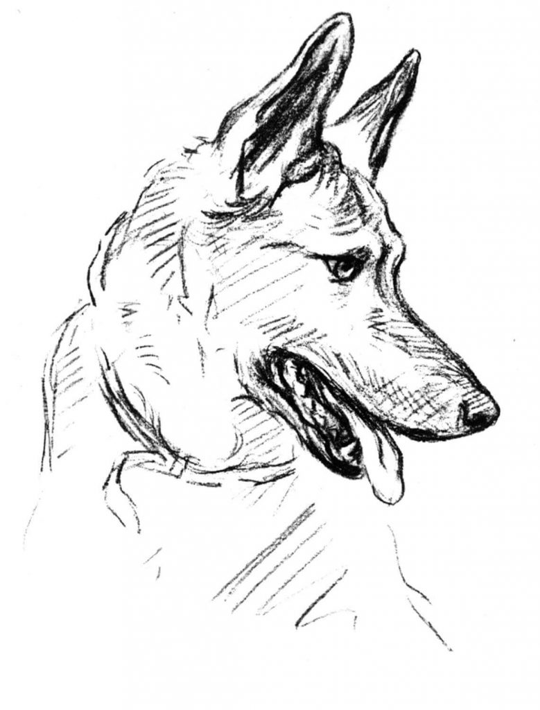 German Shepherd Dog Drawing Coloring