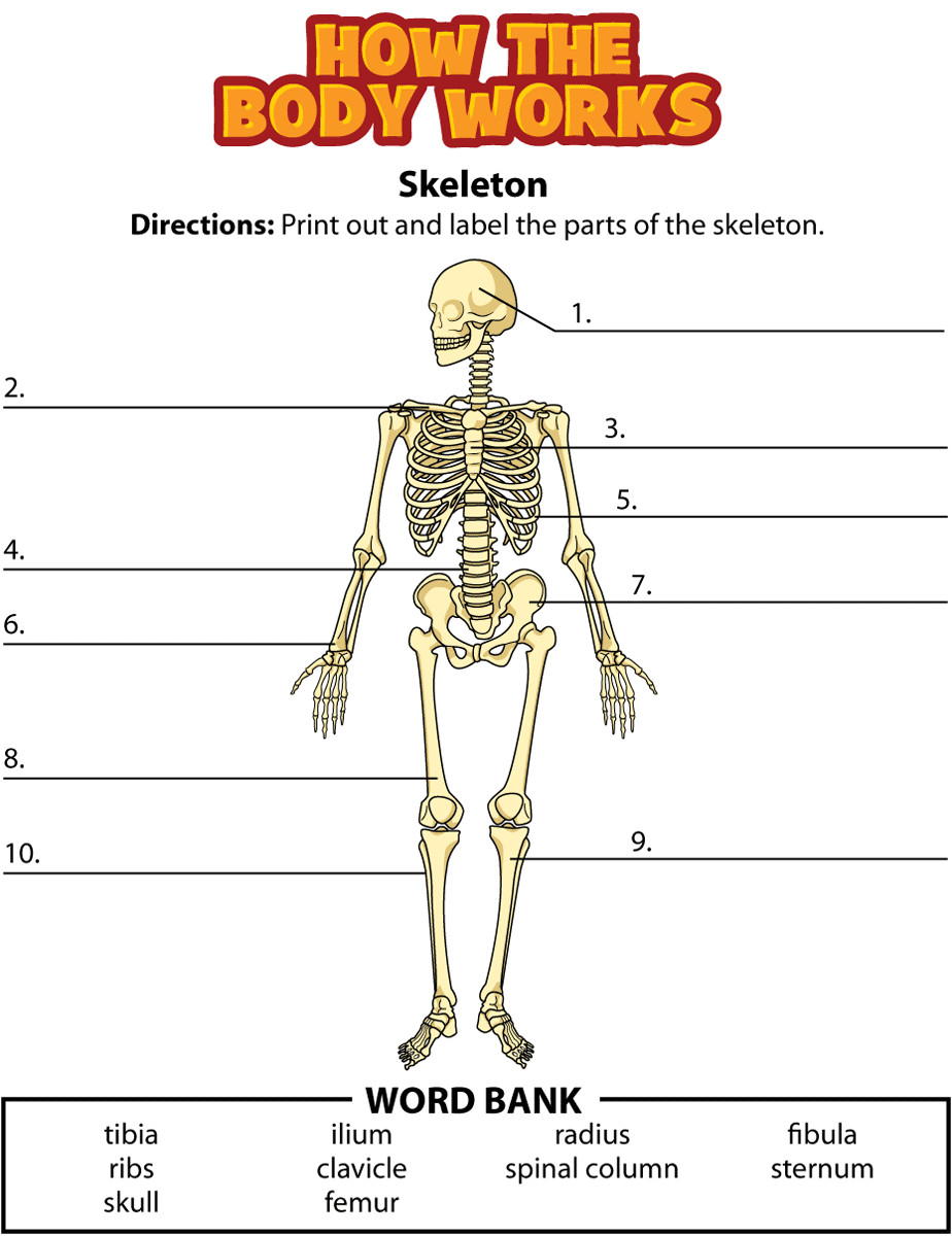 The bones form. Скелет человека. Скелет человека на английском. Parts of body скелет. Части скелета на английском.
