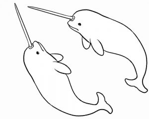 Narwhal Coloring Pages - Best Coloring Pages For Kids