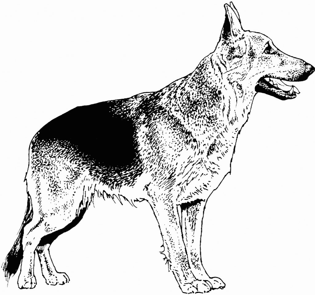 Realistic German Shepherd Coloring Pages