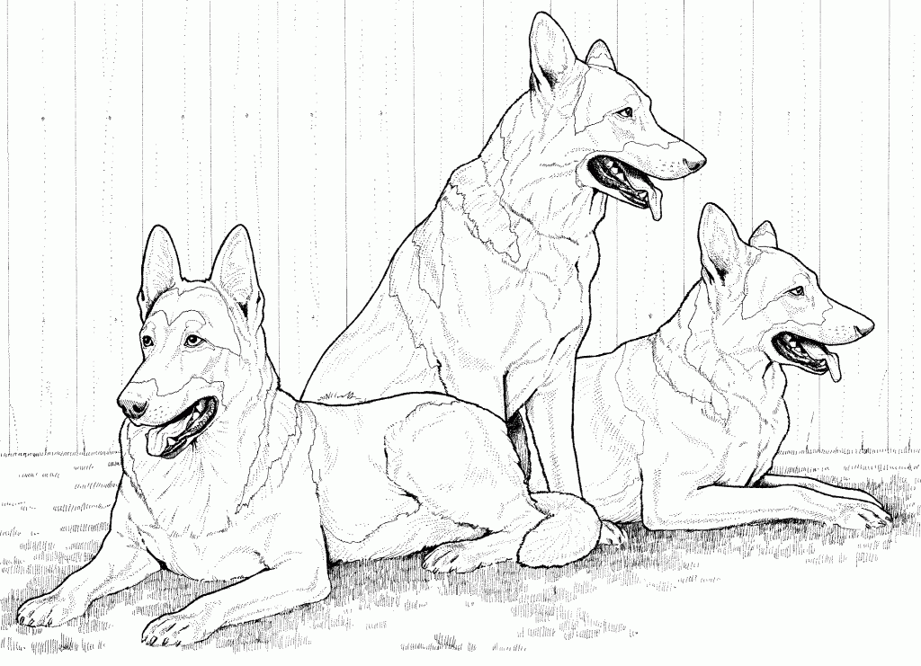 Realistic German Shepherds Coloring Page