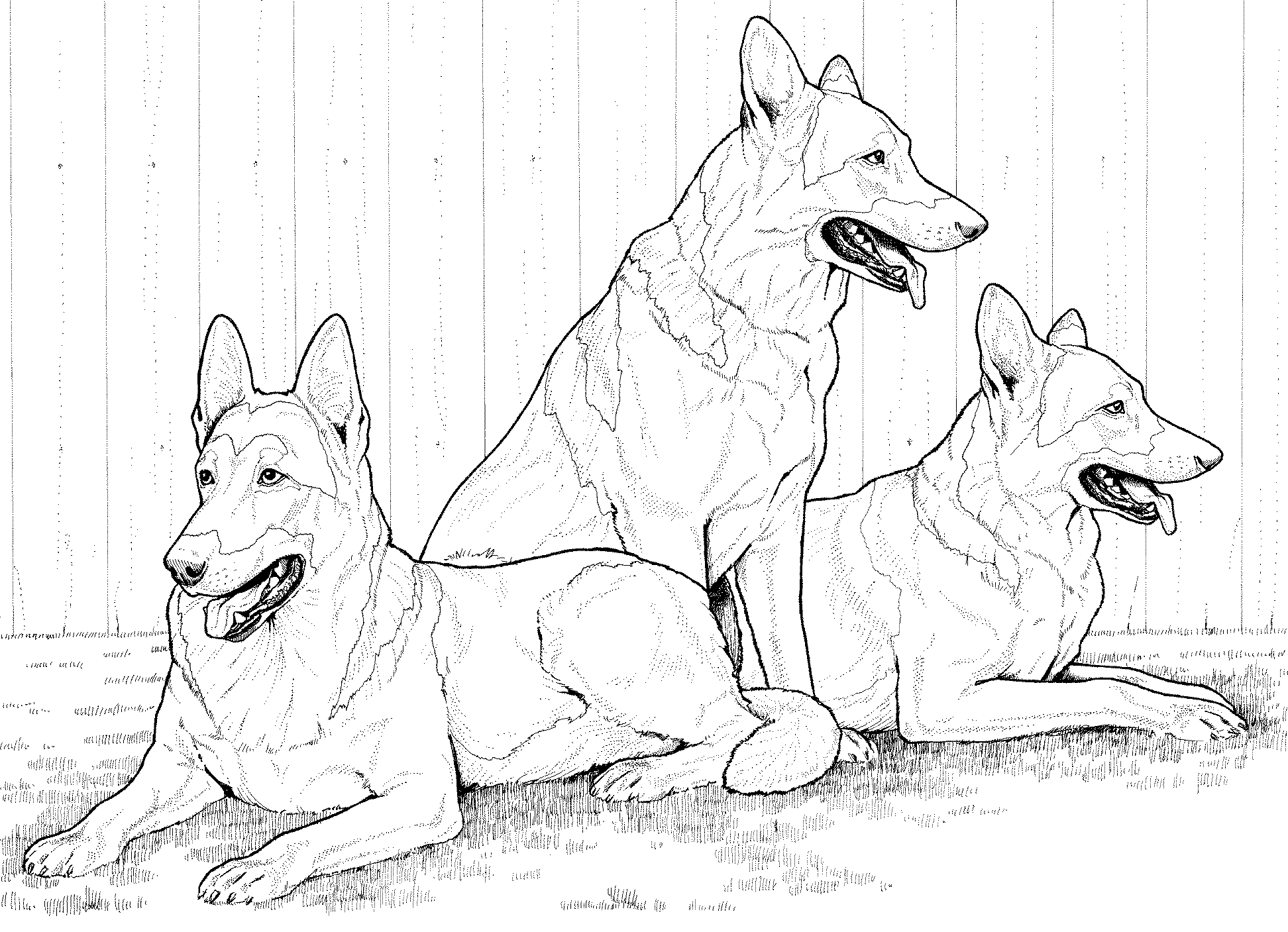 German Shepherd Coloring Pages - Best Coloring Pages For Kids